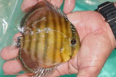 画像3: 【決算セール対象個体】【ワイルドディスカス】【通販】【３年ぶりの入荷】ラーゴクリペア スーパーレッド【個体販売】12-13cm（生体）クリペア産 (3)