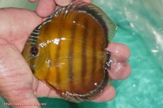 画像1: 【ワイルドディスカス】【通販】【３年ぶりの入荷】ラーゴクリペア スーパーレッド【個体販売】12-13cm（生体）クリペア産 (1)