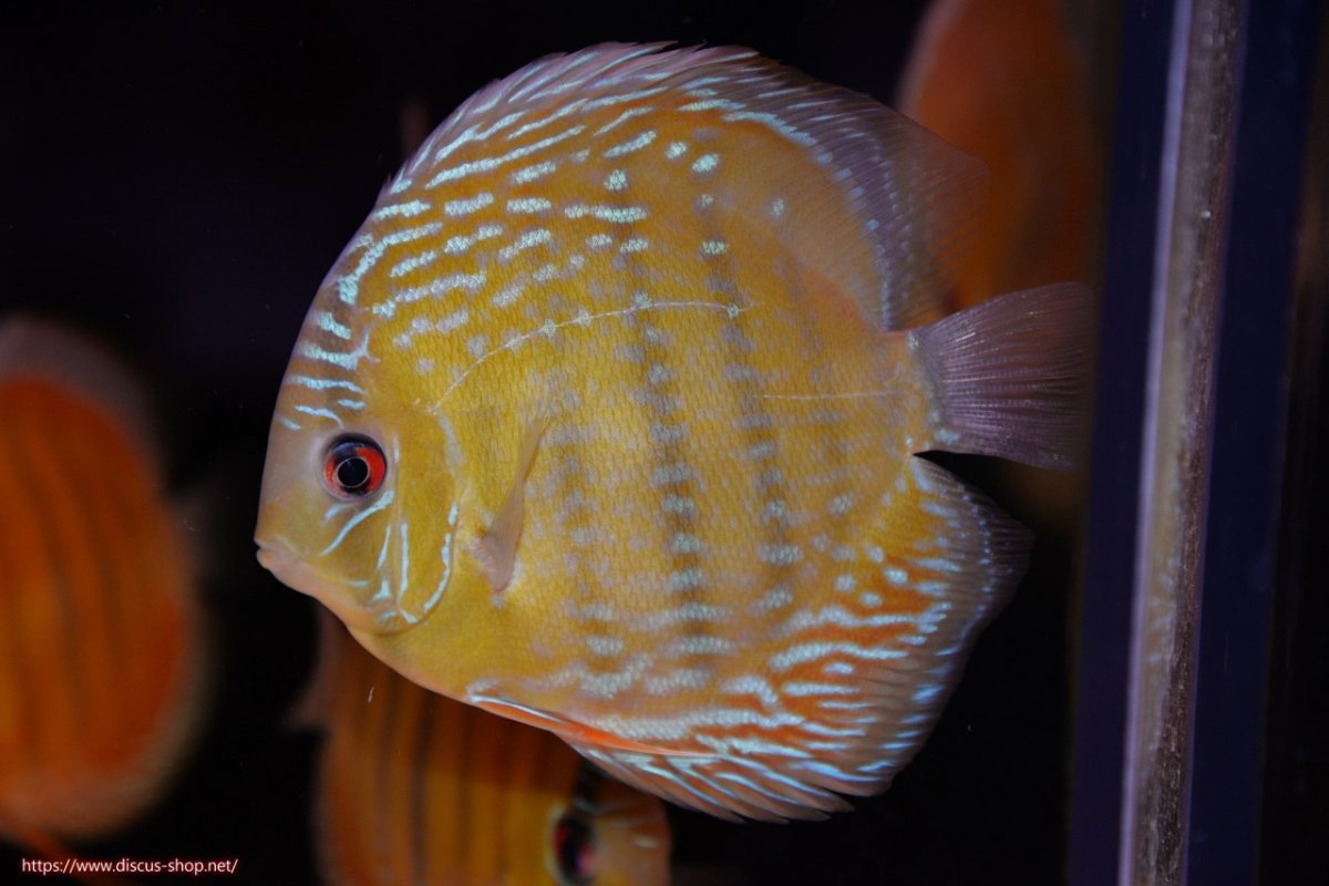 画像1: 【30周年記念セール対象個体】【ワイルドディスカス】【通販】【３年ぶりの入荷】ラーゴクリペア スーパーレッド【個体販売】12-13cm（生体）クリペア産 (1)