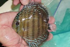 画像1: 【ワイルドディスカス】【通販】【３年ぶりの入荷】ラーゴクリペア スーパーレッド【個体販売】12-13cm（生体）クリペア産 (1)