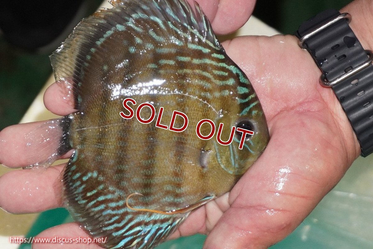 画像3: 【ワイルドディスカス】【通販】【３年ぶりの入荷】ラーゴクリペア スーパーレッド【個体販売】12-13cm（生体）クリペア産 (3)