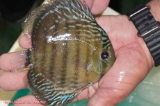 画像3: 【決算セール対象個体】【ワイルドディスカス】【通販】【３年ぶりの入荷】ラーゴクリペア スーパーレッド【個体販売】12-13cm（生体）クリペア産 (3)