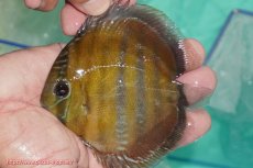 画像1: 【ワイルドディスカス】【通販】【３年ぶりの入荷】ラーゴクリペア スーパーレッド【個体販売】12-13cm（生体）クリペア産 (1)