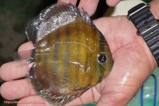 画像2: 【ワイルドディスカス】【通販】【３年ぶりの入荷】ラーゴクリペア スーパーレッド【個体販売】12-13cm（生体）クリペア産 (2)