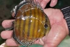 画像2: 【ワイルドディスカス】【通販】【３年ぶりの入荷】ラーゴクリペア スーパーレッド【個体販売】12-13cm（生体）クリペア産 (2)