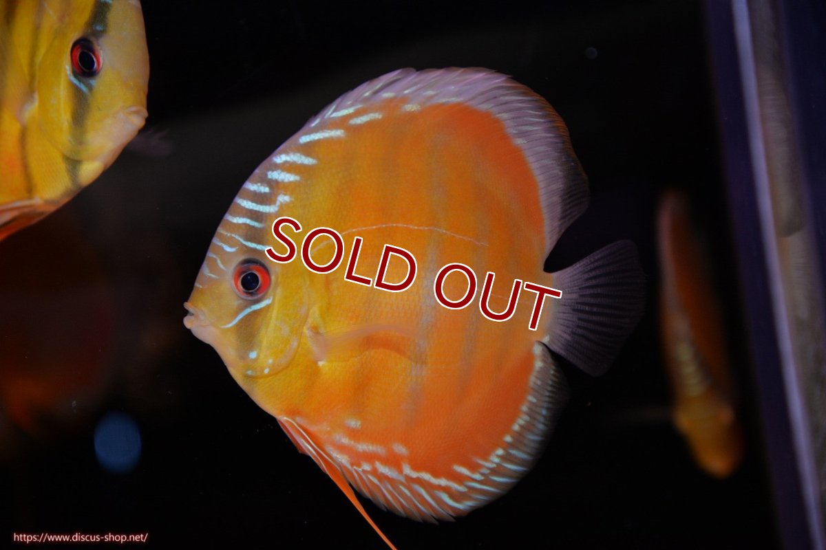 画像1: 【ワイルドディスカス】【通販】【３年ぶりの入荷】ラーゴクリペア スーパーレッド【個体販売】12-13cm（生体）クリペア産 (1)