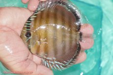 画像1: 【ワイルドディスカス】【通販】【３年ぶりの入荷】ラーゴクリペア スーパーレッド【個体販売】12-13cm（生体）クリペア産 (1)