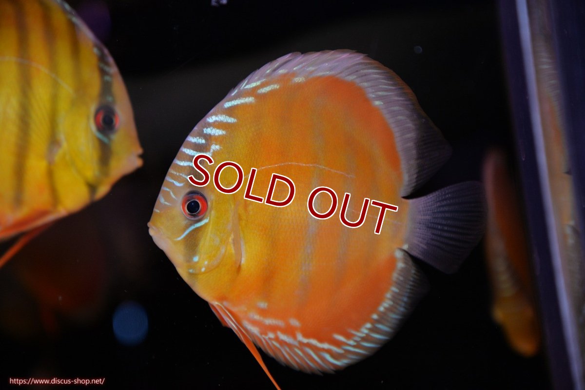 画像2: 【ワイルドディスカス】【通販】【３年ぶりの入荷】ラーゴクリペア スーパーレッド【個体販売】12-13cm（生体）クリペア産 (2)