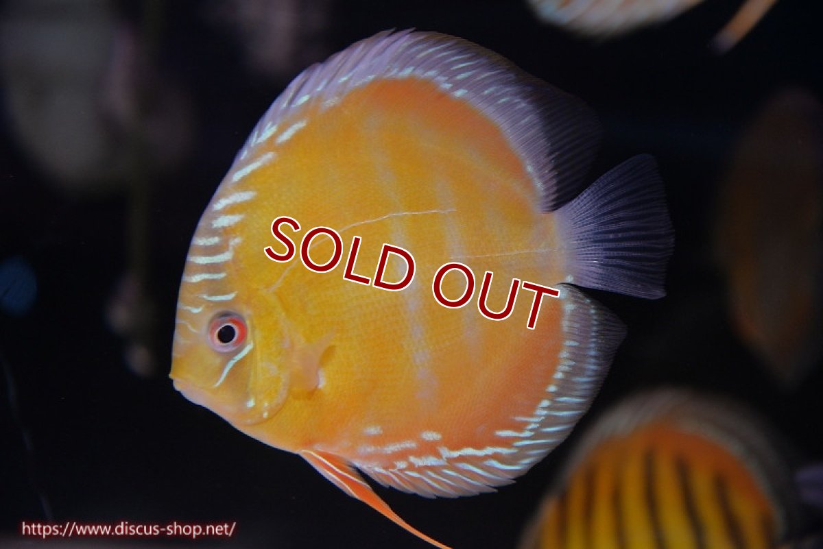 画像3: 【ワイルドディスカス】【通販】【３年ぶりの入荷】ラーゴクリペア スーパーレッド【個体販売】12-13cm（生体）クリペア産 (3)