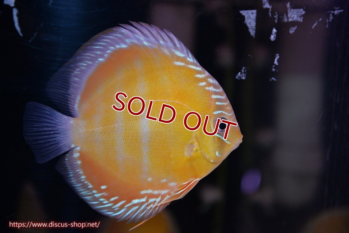 画像4: 【ワイルドディスカス】【通販】【３年ぶりの入荷】ラーゴクリペア スーパーレッド【個体販売】12-13cm（生体）クリペア産 (4)