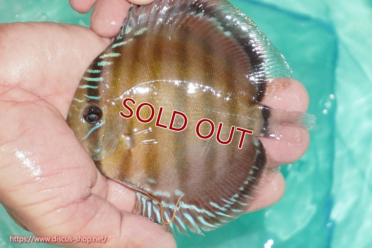 画像5: 【ワイルドディスカス】【通販】【３年ぶりの入荷】ラーゴクリペア スーパーレッド【個体販売】12-13cm（生体）クリペア産 (5)