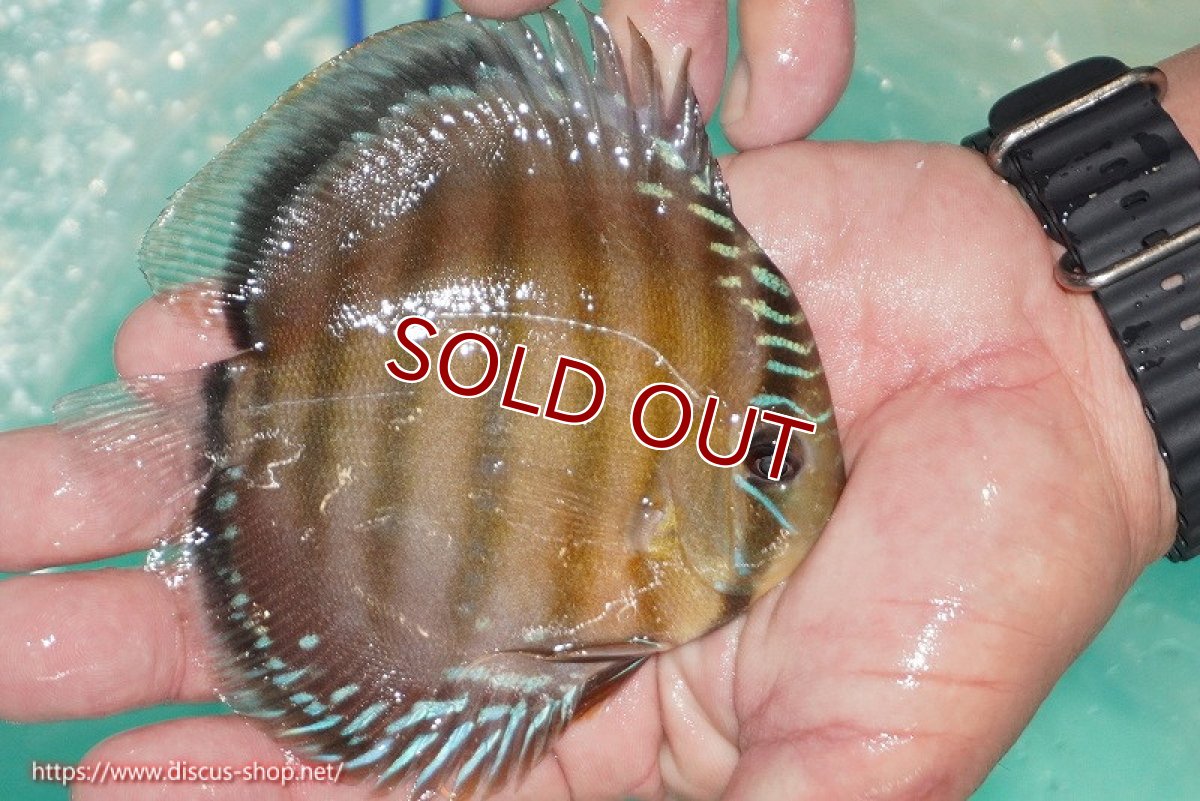 画像6: 【ワイルドディスカス】【通販】【３年ぶりの入荷】ラーゴクリペア スーパーレッド【個体販売】12-13cm（生体）クリペア産 (6)