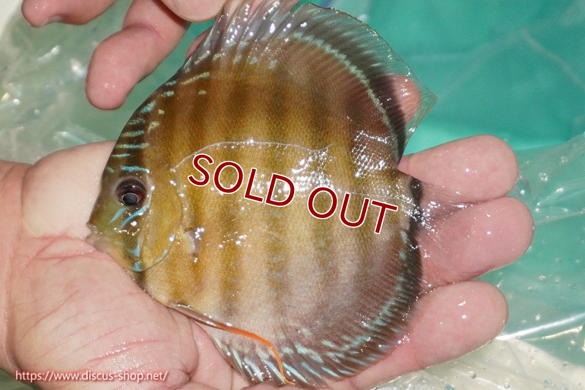 画像1: 【ワイルドディスカス】【通販】【３年ぶりの入荷】ラーゴクリペア スーパーレッド【個体販売】12-13cm（生体）クリペア産 (1)