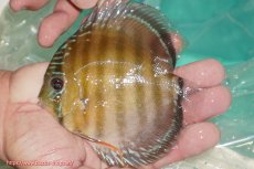 画像1: 【ワイルドディスカス】【通販】【３年ぶりの入荷】ラーゴクリペア スーパーレッド【個体販売】12-13cm（生体）クリペア産 (1)