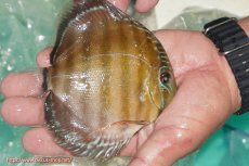 画像2: 【ワイルドディスカス】【通販】【３年ぶりの入荷】ラーゴクリペア スーパーレッド【個体販売】12-13cm（生体）クリペア産 (2)