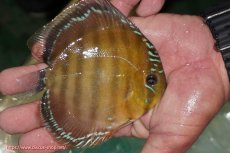 画像2: 【ワイルドディスカス】【通販】【３年ぶりの入荷】ラーゴクリペア スーパーレッド【個体販売】12-13cm（生体）クリペア産 (2)