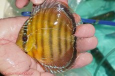 画像1: 【ワイルドディスカス】【通販】【３年ぶりの入荷】ラーゴクリペア スーパーレッド【個体販売】12-13cm（生体）クリペア産 (1)