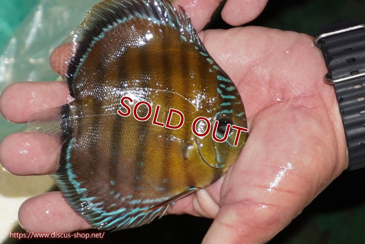 画像3: 【ワイルドディスカス】【通販】【３年ぶりの入荷】ラーゴクリペア スーパーレッド【個体販売】12-13cm（生体）クリペア産 (3)