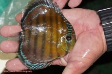 画像3: 【ワイルドディスカス】【通販】【３年ぶりの入荷】ラーゴクリペア スーパーレッド【個体販売】12-13cm（生体）クリペア産 (3)