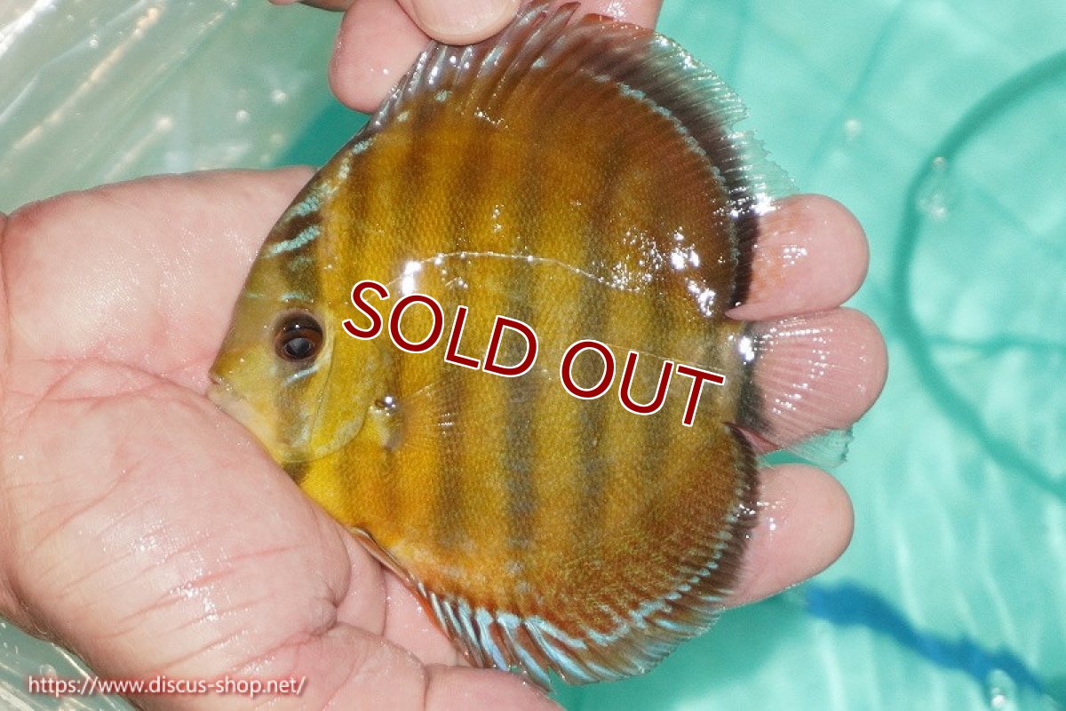 画像1: 【ワイルドディスカス】【通販】【３年ぶりの入荷】ラーゴクリペア スーパーレッド(金目ーオレンジ目）【個体販売】12-13cm（生体）クリペア産 (1)