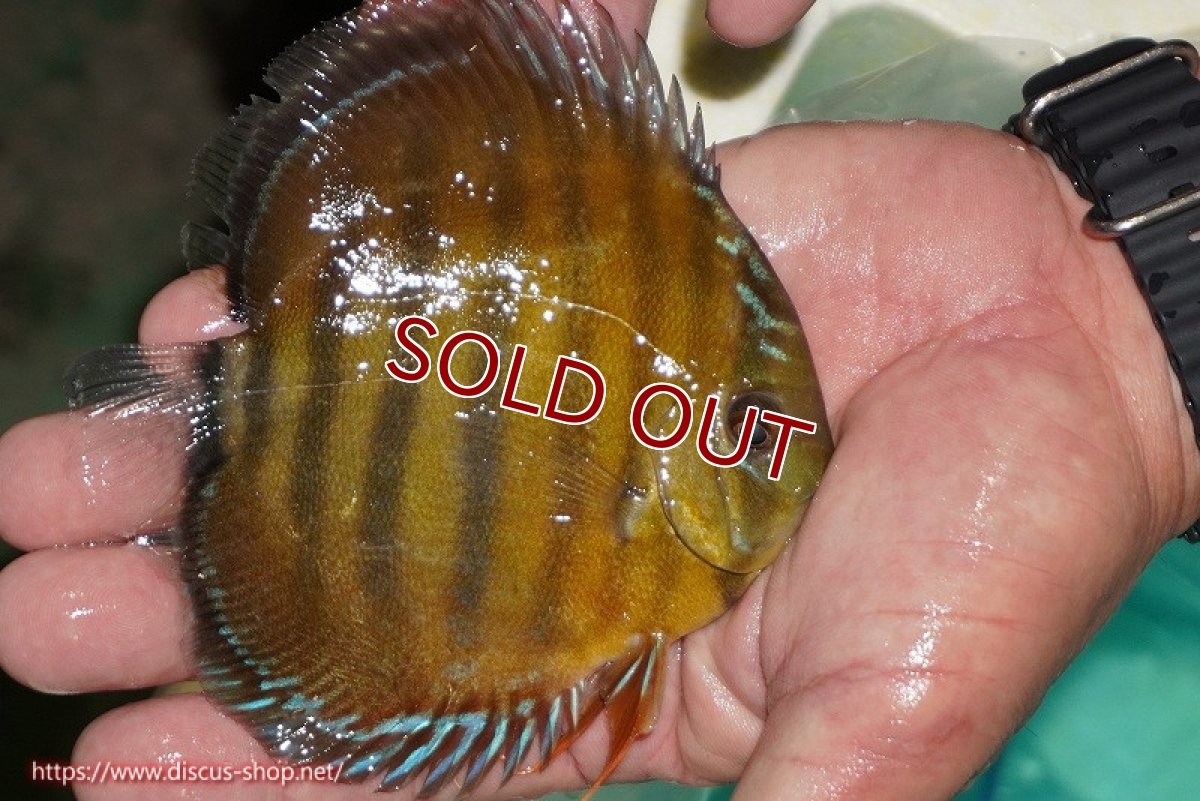 画像2: 【ワイルドディスカス】【通販】【３年ぶりの入荷】ラーゴクリペア スーパーレッド(金目ーオレンジ目）【個体販売】12-13cm（生体）クリペア産 (2)