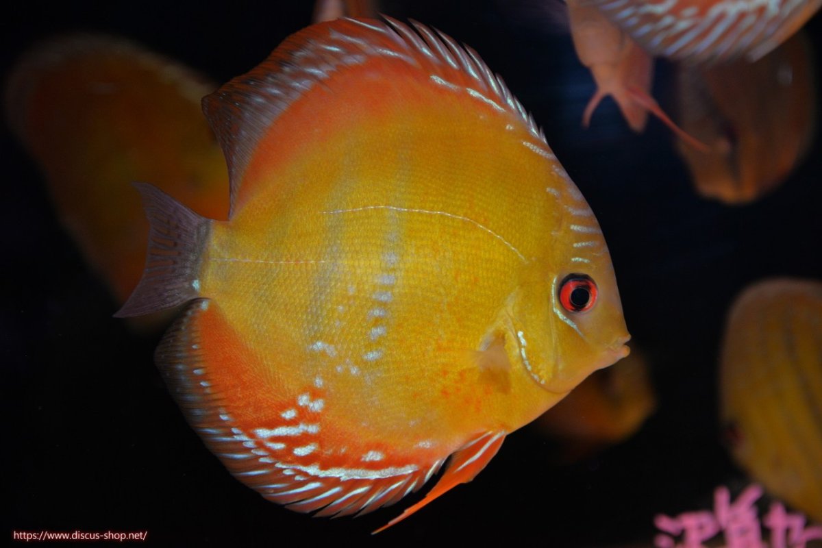 画像2: 【30周年記念セール対象個体】【ワイルドディスカス】【通販】【３年ぶりの入荷】ラーゴクリペア スーパーレッド【個体販売】12-13cm（生体）クリペア産 (2)