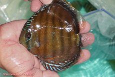 画像3: 【30周年記念セール対象個体】【ワイルドディスカス】【通販】【３年ぶりの入荷】ラーゴクリペア スーパーレッド【個体販売】12-13cm（生体）クリペア産 (3)