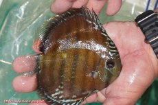 画像4: 【30周年記念セール対象個体】【ワイルドディスカス】【通販】【３年ぶりの入荷】ラーゴクリペア スーパーレッド【個体販売】12-13cm（生体）クリペア産 (4)