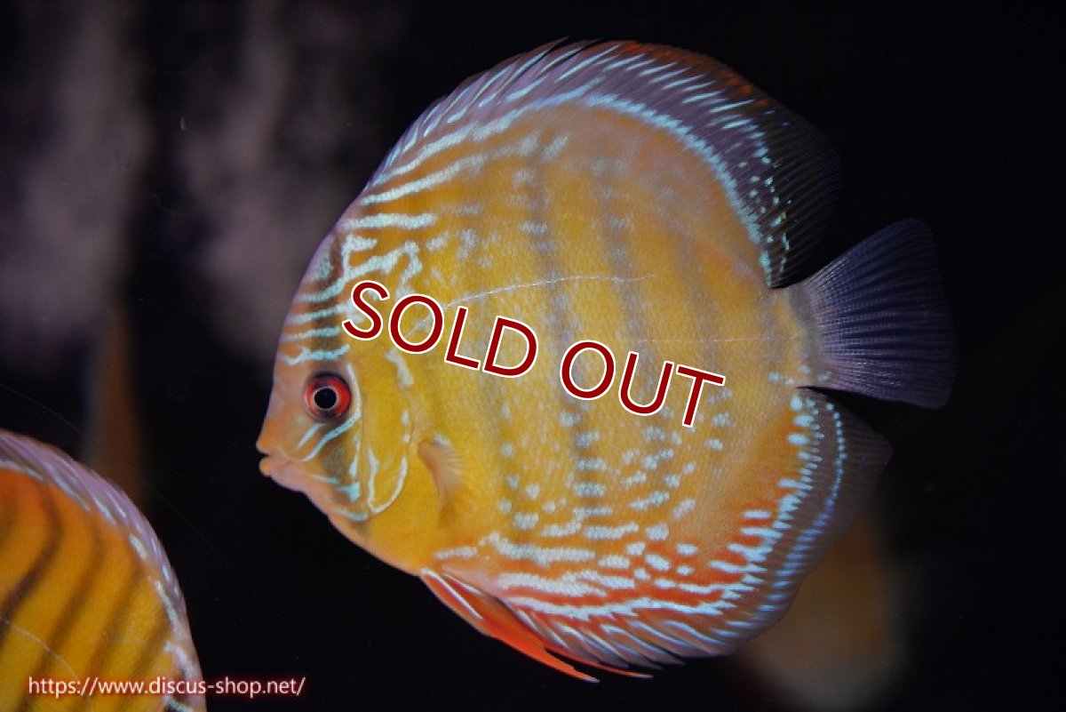 画像1: 【ワイルドディスカス】【通販】【３年ぶりの入荷】ラーゴクリペア スーパーレッド【個体販売】12-13cm（生体）クリペア産 (1)