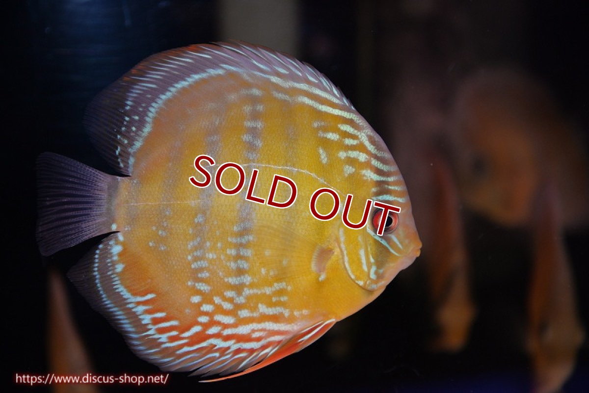 画像2: 【ワイルドディスカス】【通販】【３年ぶりの入荷】ラーゴクリペア スーパーレッド【個体販売】12-13cm（生体）クリペア産 (2)