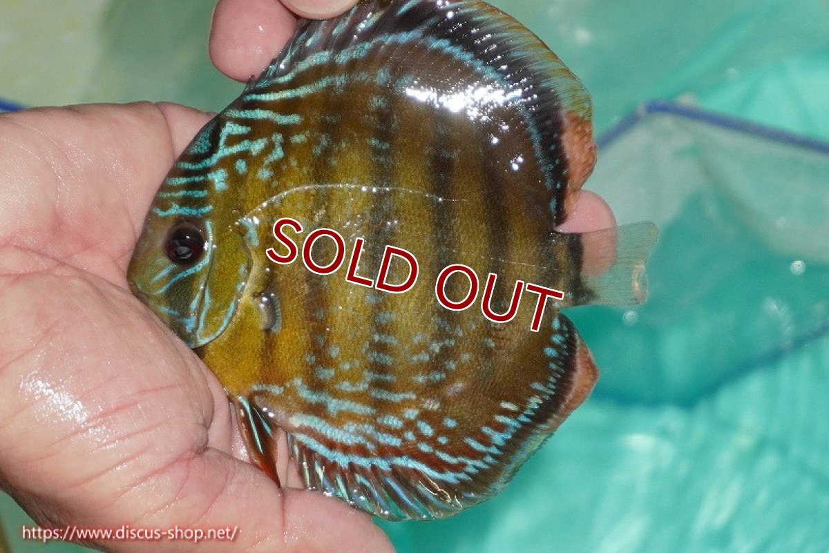 画像3: 【ワイルドディスカス】【通販】【３年ぶりの入荷】ラーゴクリペア スーパーレッド【個体販売】12-13cm（生体）クリペア産 (3)