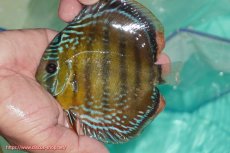 画像3: 【ワイルドディスカス】【通販】【３年ぶりの入荷】ラーゴクリペア スーパーレッド【個体販売】12-13cm（生体）クリペア産 (3)