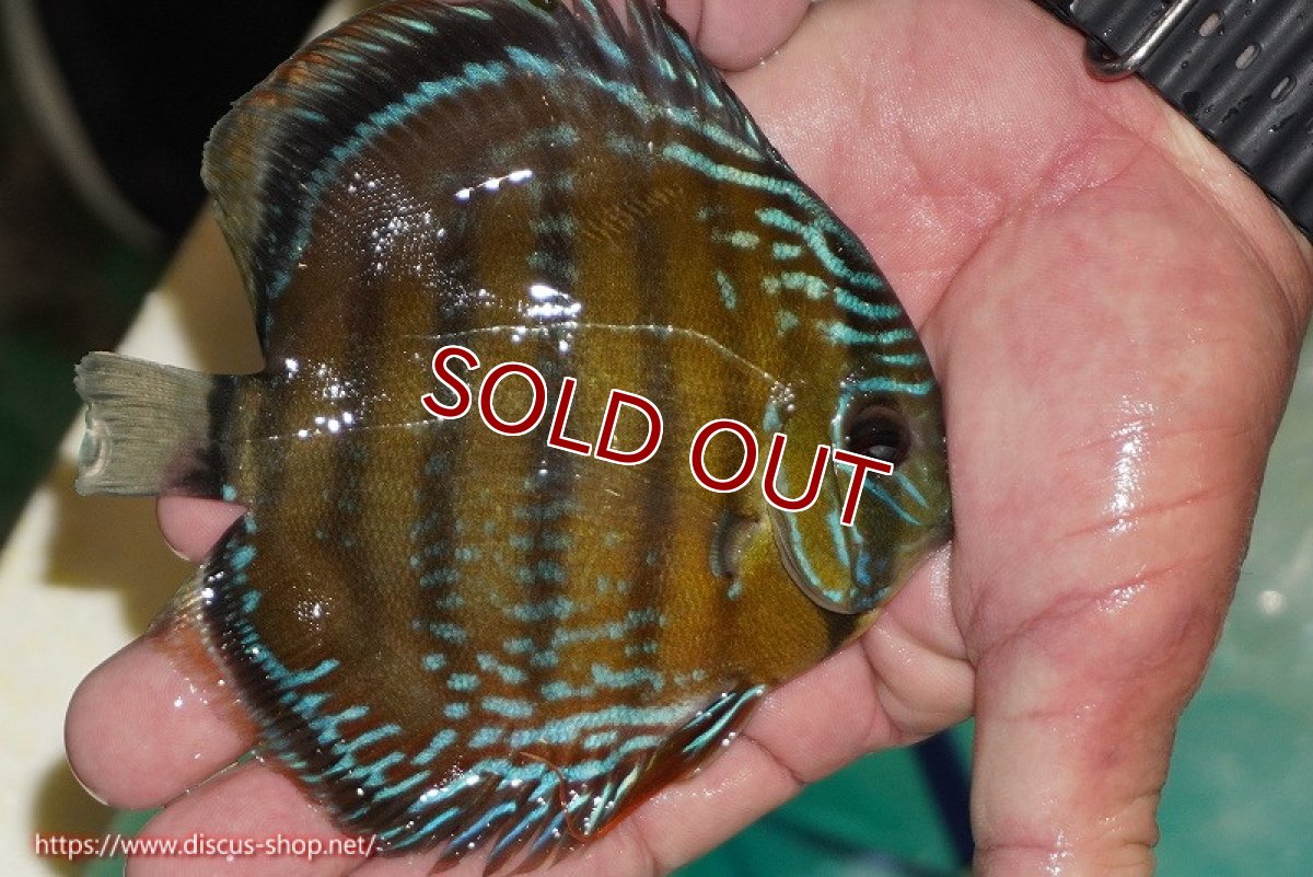 画像4: 【ワイルドディスカス】【通販】【３年ぶりの入荷】ラーゴクリペア スーパーレッド【個体販売】12-13cm（生体）クリペア産 (4)