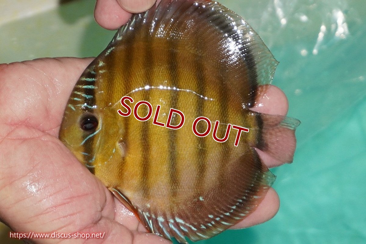 画像1: 【ワイルドディスカス】【通販】【３年ぶりの入荷】ラーゴクリペア スーパーレッド【個体販売】12-13cm（生体）クリペア産 (1)