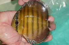 画像1: 【ワイルドディスカス】【通販】【３年ぶりの入荷】ラーゴクリペア スーパーレッド【個体販売】12-13cm（生体）クリペア産 (1)