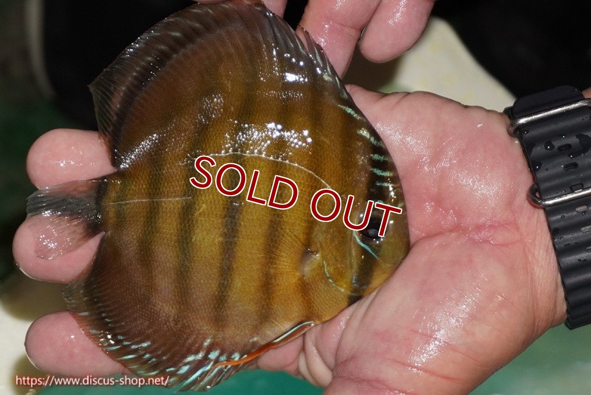 画像2: 【ワイルドディスカス】【通販】【３年ぶりの入荷】ラーゴクリペア スーパーレッド【個体販売】12-13cm（生体）クリペア産 (2)