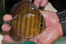 画像2: 【ワイルドディスカス】【通販】【３年ぶりの入荷】ラーゴクリペア スーパーレッド【個体販売】12-13cm（生体）クリペア産 (2)