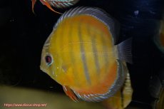 画像1: 【決算セール クーポンご利用で更に10％OFF対象商品】【ワイルドディスカス】【通販】【３年ぶりの入荷】ラーゴクリペア スーパーレッド【個体販売】14cm（生体）クリペア産 (1)