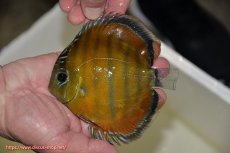 画像2: 【決算セール クーポンご利用で更に10％OFF対象商品】【ワイルドディスカス】【通販】【３年ぶりの入荷】ラーゴクリペア スーパーレッド【個体販売】14cm（生体）クリペア産 (2)