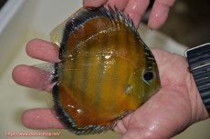 画像3: 【決算セール クーポンご利用で更に10％OFF対象商品】【ワイルドディスカス】【通販】【３年ぶりの入荷】ラーゴクリペア スーパーレッド【個体販売】14cm（生体）クリペア産 (3)