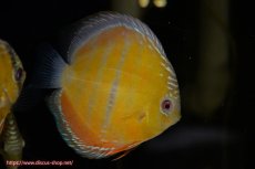 画像1: 【決算セール クーポンご利用で更に10％OFF対象商品】【ワイルドディスカス】【通販】【３年ぶりの入荷】ラーゴクリペア スーパーレッド【個体販売】14cm（生体）クリペア産 (1)