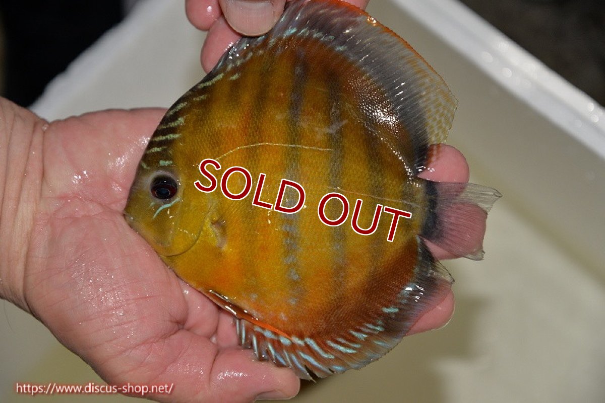 画像2: 【ワイルドディスカス】【通販】【３年ぶりの入荷】ラーゴクリペア スーパーレッド【個体販売】14cm（生体）クリペア産 (2)