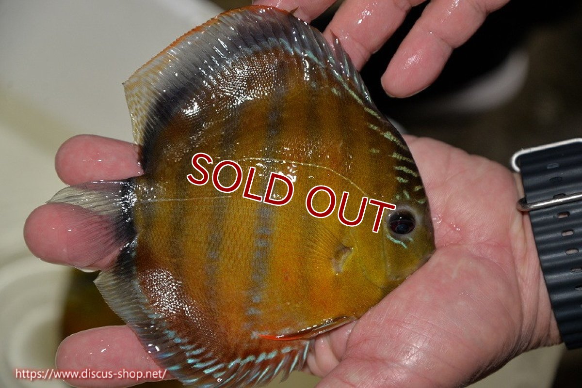 画像3: 【ワイルドディスカス】【通販】【３年ぶりの入荷】ラーゴクリペア スーパーレッド【個体販売】14cm（生体）クリペア産 (3)