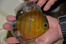 画像3: 【決算セール クーポンご利用で更に10％OFF対象商品】【ワイルドディスカス】【通販】【３年ぶりの入荷】ラーゴクリペア スーパーレッド【個体販売】14cm（生体）クリペア産 (3)