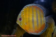 画像1: 【決算セール クーポンご利用で更に10％OFF対象商品】【ワイルドディスカス】【通販】【３年ぶりの入荷】ラーゴクリペア スーパーレッド【個体販売】14cm（生体）クリペア産 (1)