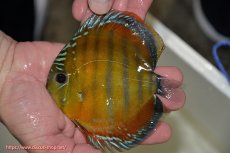 画像2: 【決算セール クーポンご利用で更に10％OFF対象商品】【ワイルドディスカス】【通販】【３年ぶりの入荷】ラーゴクリペア スーパーレッド【個体販売】14cm（生体）クリペア産 (2)