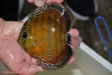 画像2: 【決算セール クーポンご利用で更に10％OFF対象商品】【ワイルドディスカス】【通販】【３年ぶりの入荷】ラーゴクリペア スーパーレッド【個体販売】14cm（生体）クリペア産 (2)