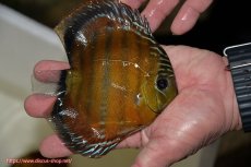 画像3: 【決算セール クーポンご利用で更に10％OFF対象商品】【ワイルドディスカス】【通販】【３年ぶりの入荷】ラーゴクリペア スーパーレッド【個体販売】14cm（生体）クリペア産 (3)