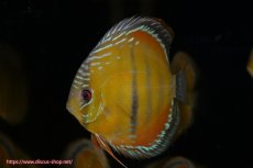 画像1: 【決算セール クーポンご利用で更に10％OFF対象商品】【ワイルドディスカス】【通販】【３年ぶりの入荷】ラーゴクリペア スーパーレッド【個体販売】12-13cm（生体）クリペア産 (1)