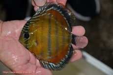 画像2: 【決算セール クーポンご利用で更に10％OFF対象商品】【ワイルドディスカス】【通販】【３年ぶりの入荷】ラーゴクリペア スーパーレッド【個体販売】12-13cm（生体）クリペア産 (2)